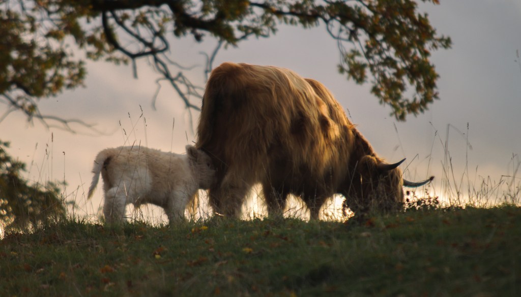 Rind und Kalb auf der Weide